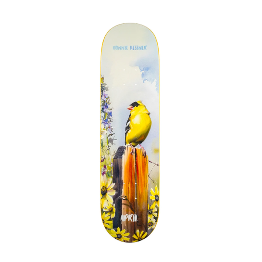 April - Kessner Gold Finch - 8"
